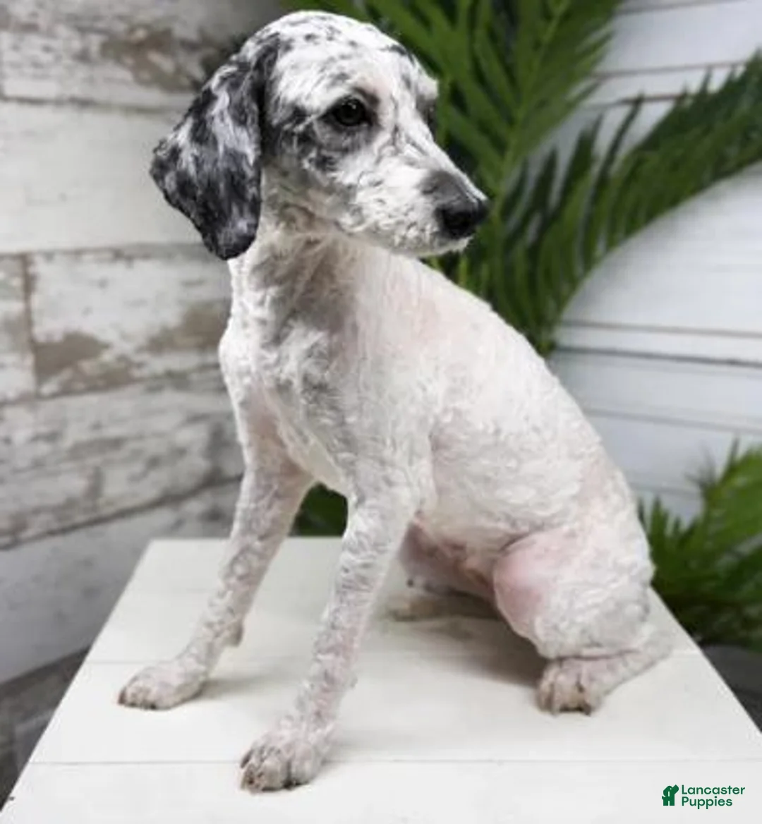 Mini Bernedoodle dogs for sale: Dante - Ad 4