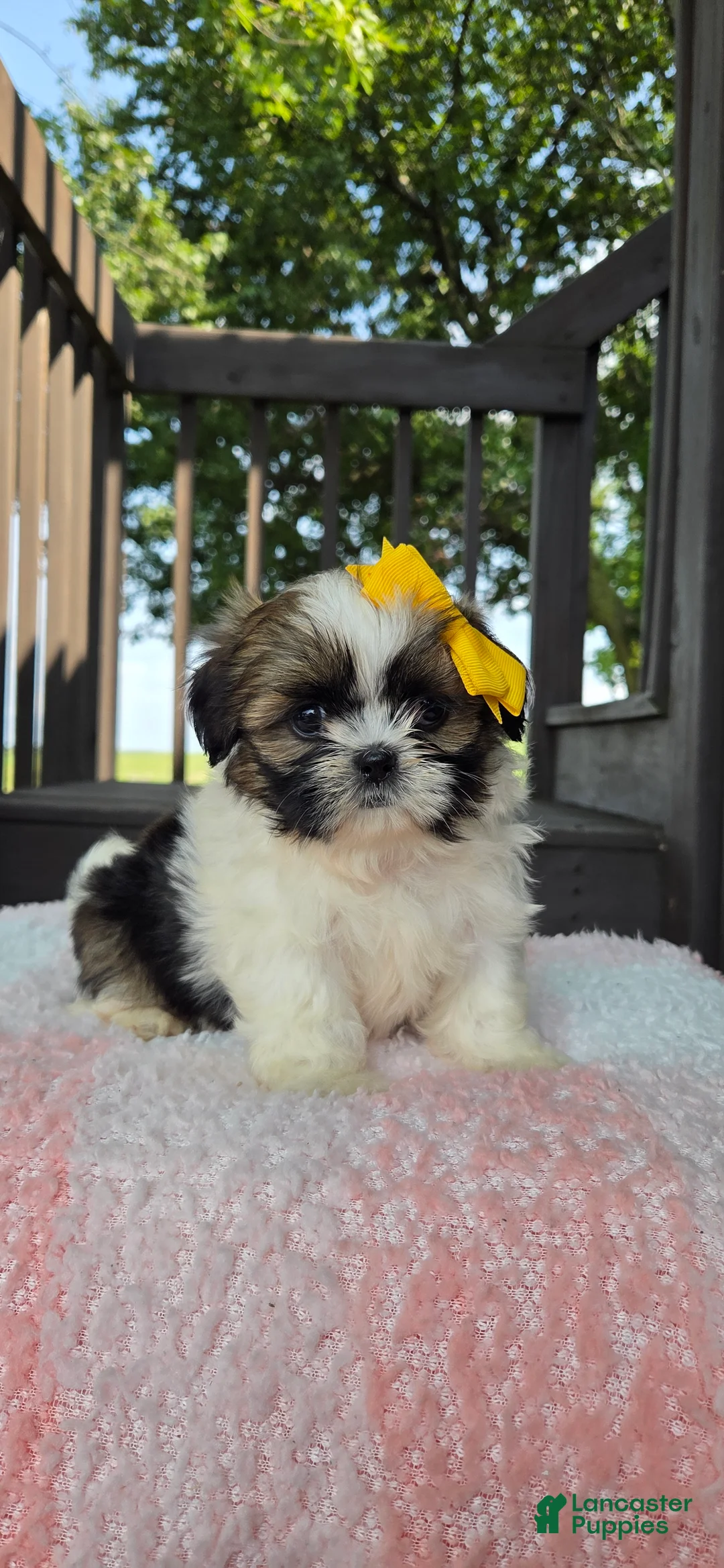 Shih Tzu dogs for sale: Octavia  - Ad 2