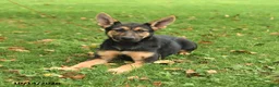 German Shepherd dogs for sale: Nutmeg - Ad 4