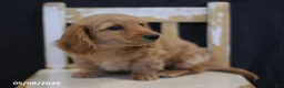 Miniature Dachshund dogs for sale: Victor - Ad 5