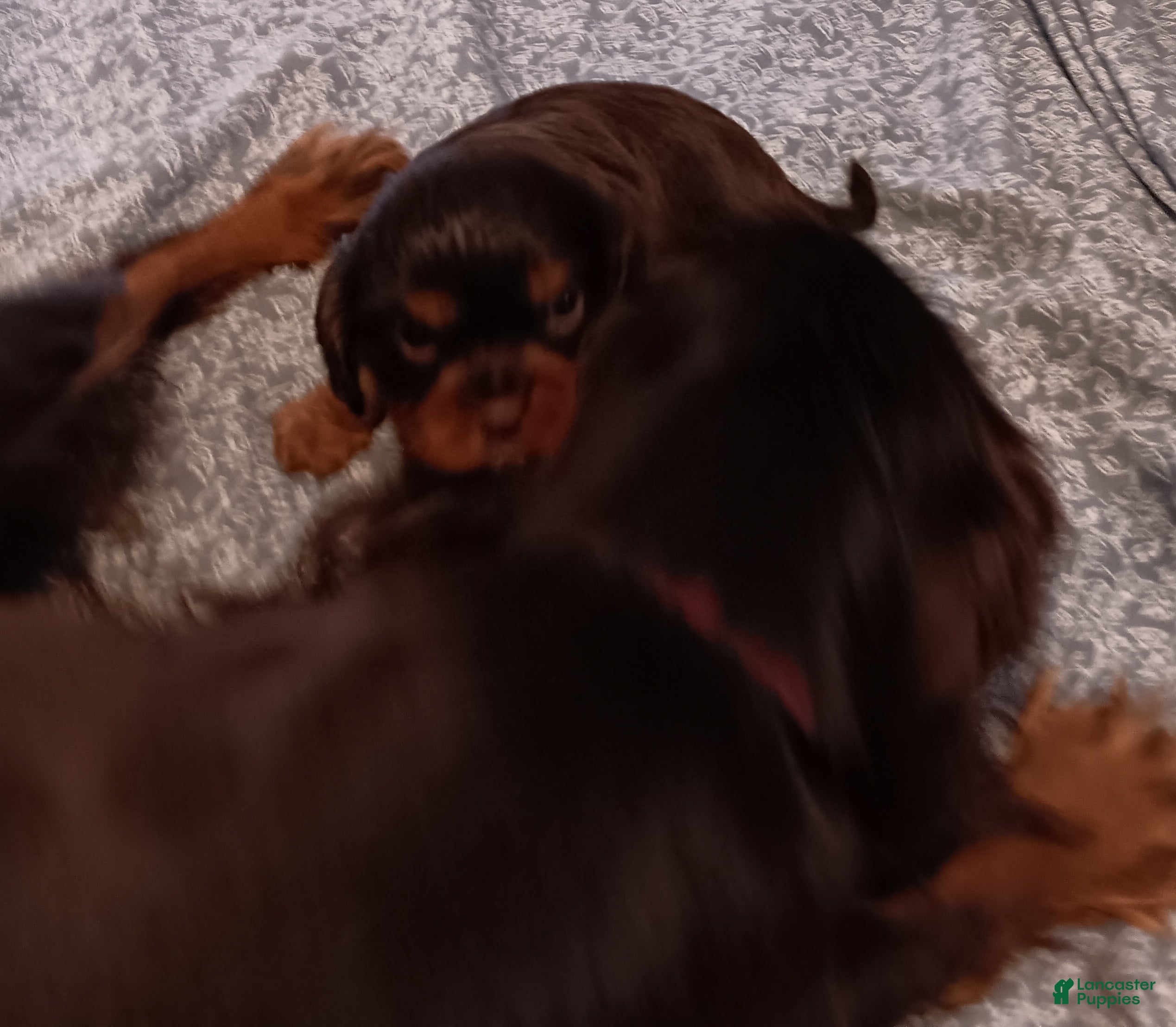 Cavalier King Charles Spaniel dogs CHARLIE BUCKET II - Ad 1