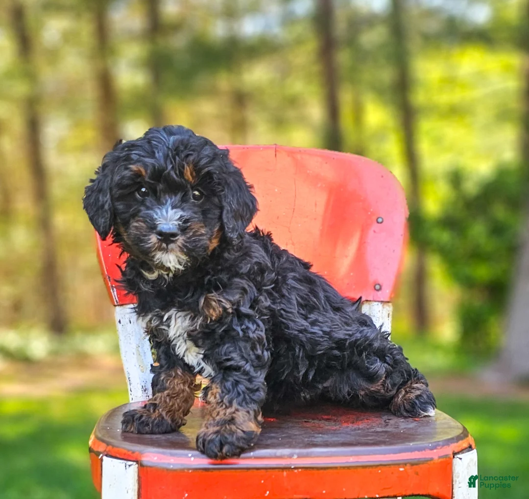 Mini Bernedoodle dogs for sale: Lily - Ad 1