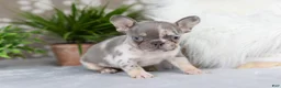 French Bulldog dogs for sale: Poppy - Ad 8