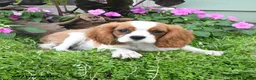 Cavalier King Charles Spaniel dogs for sale: Brentley - Ad 4