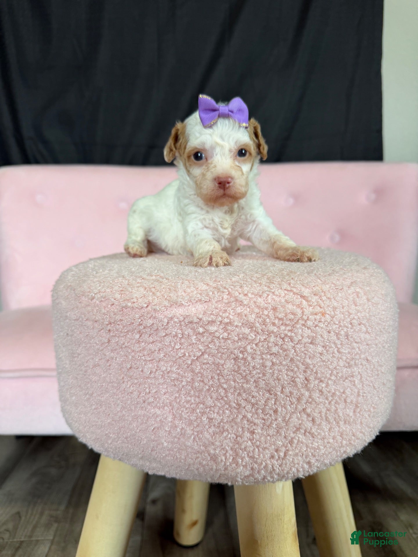 Miniature Poodle dogs Akc Clear 🧬 tested Chocolate Phantom Parti girl - Ad 3