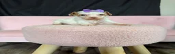 Miniature Poodle dogs for sale: Akc Clear 🧬 tested Chocolate Phantom Parti girl - Ad 1