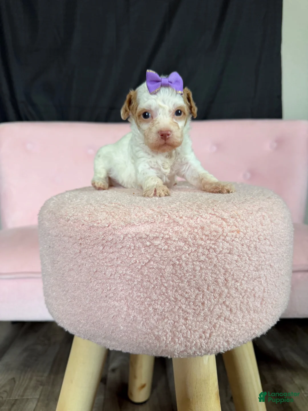 Miniature Poodle dogs for sale: Akc Clear 🧬 tested Chocolate Phantom Parti girl - Ad 1