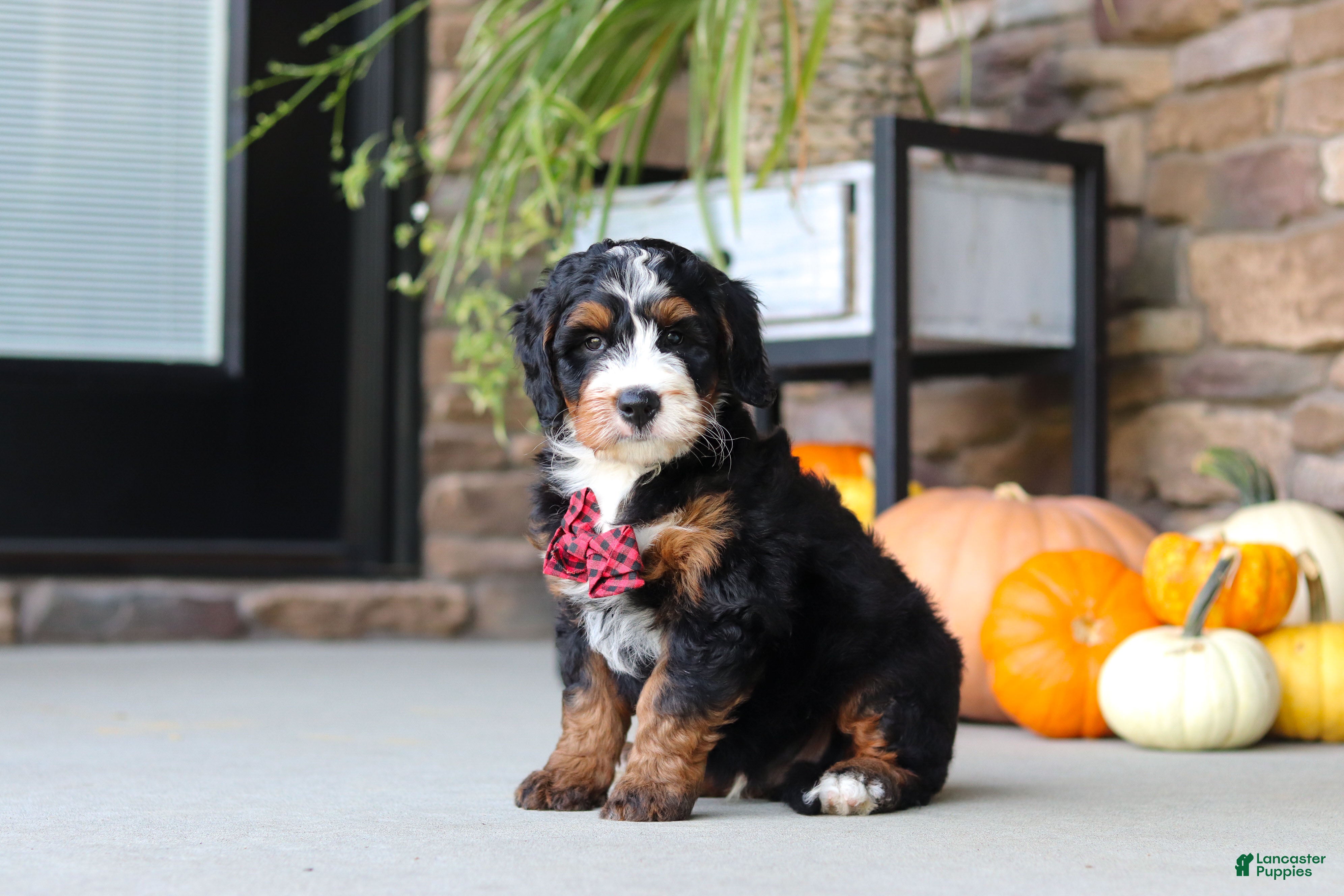 Mini Bernedoodle dogs Samuel🐶 - Ad 1