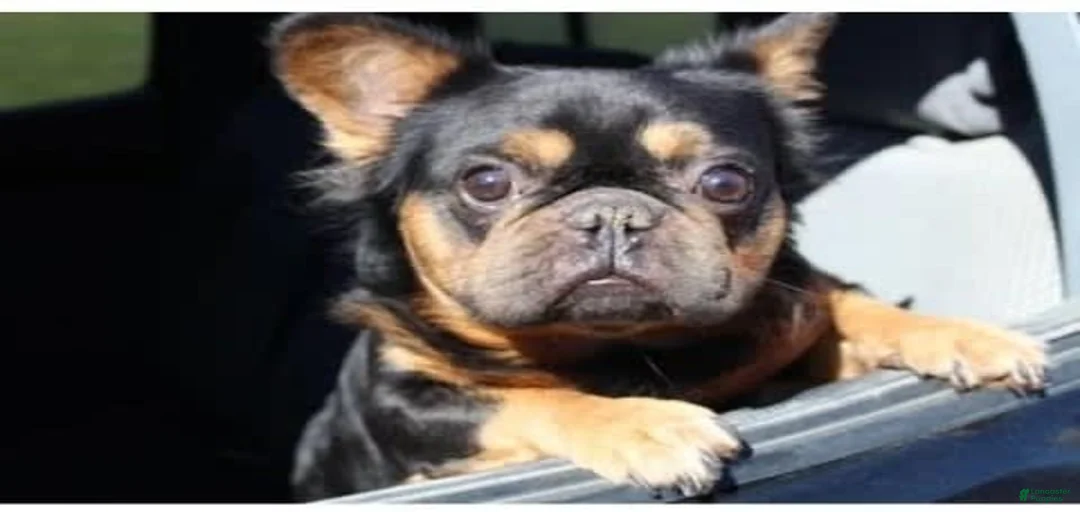 Gallery Image {{count}}