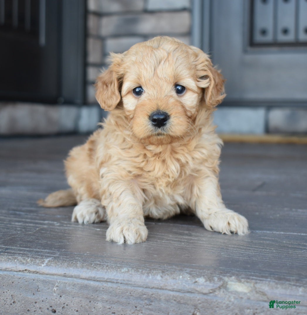 Mini Goldendoodle dogs Hazel - Ad 1