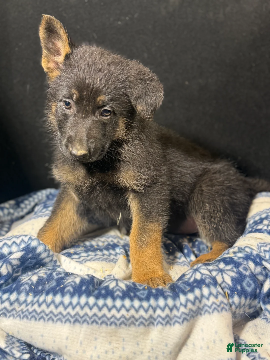 German Shepherd dogs for sale: German Shepherd Puppy Green - Ad 1