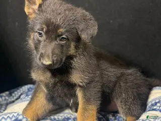 German Shepherd dogs German Shepherd Puppy Green - Ad 22