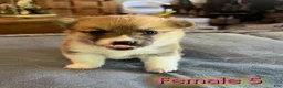 Welsh Corgi Pembroke dogs for sale: Welsh Corgi Pembroke Puppy 7 - Ad 3