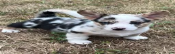 Mixed Breed dogs for sale: Bo - Ad 1
