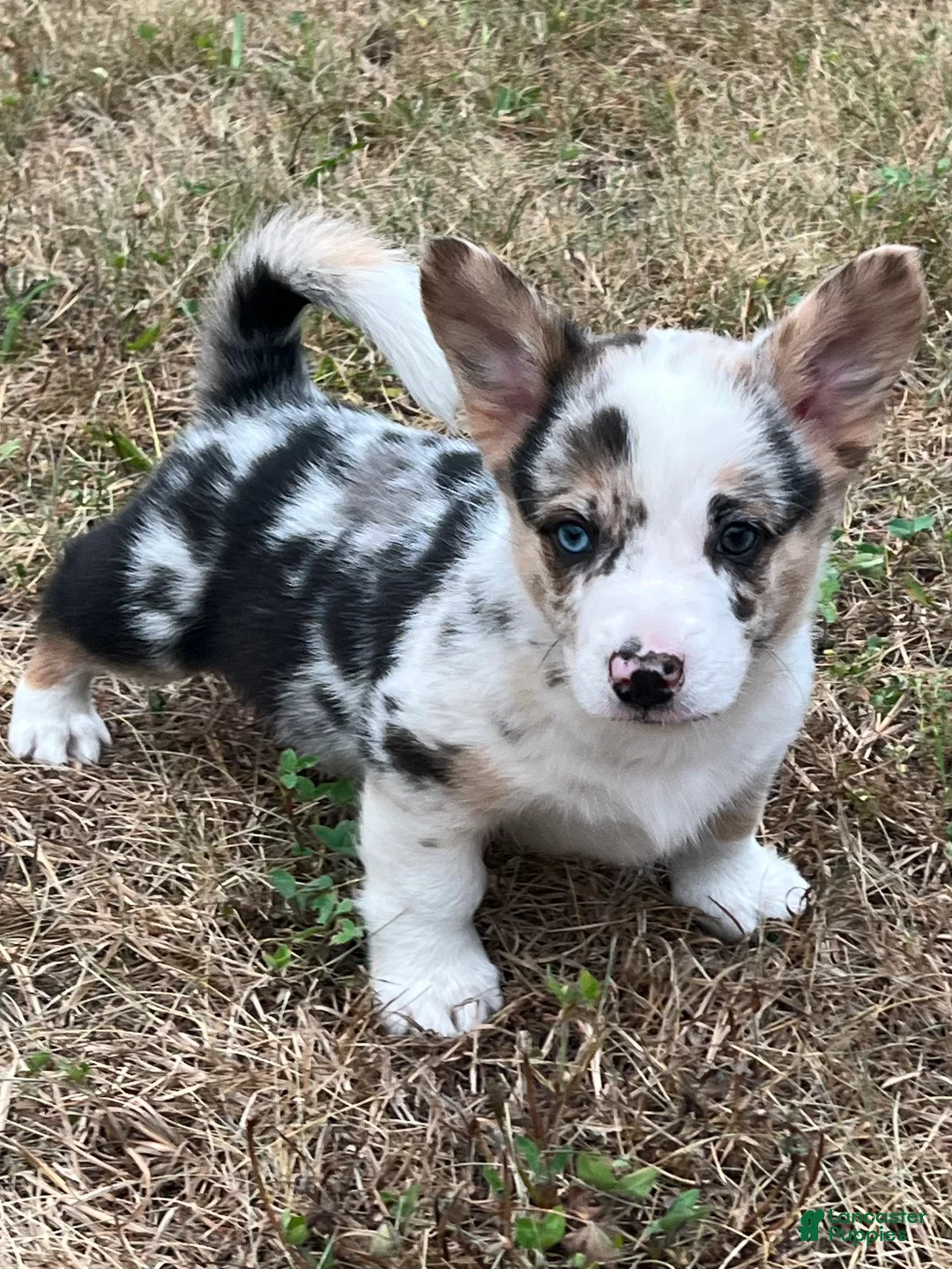 Mixed Breed dogs for sale: Bo - Ad 1
