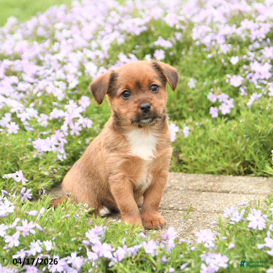 Mixed Breed dogs for sale: Darling - Ad 2