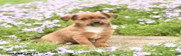 Mixed Breed dogs for sale: Darling - Ad 1