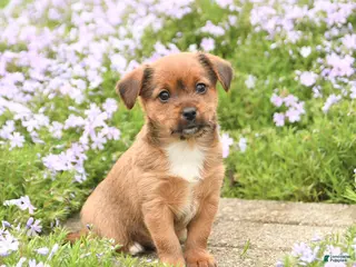 Mixed Breed dogs for sale: Darling - Ad 2