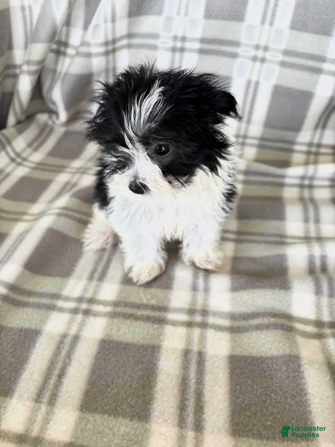 Maltipom dogs for sale: Maltipom 1 - Ad 2