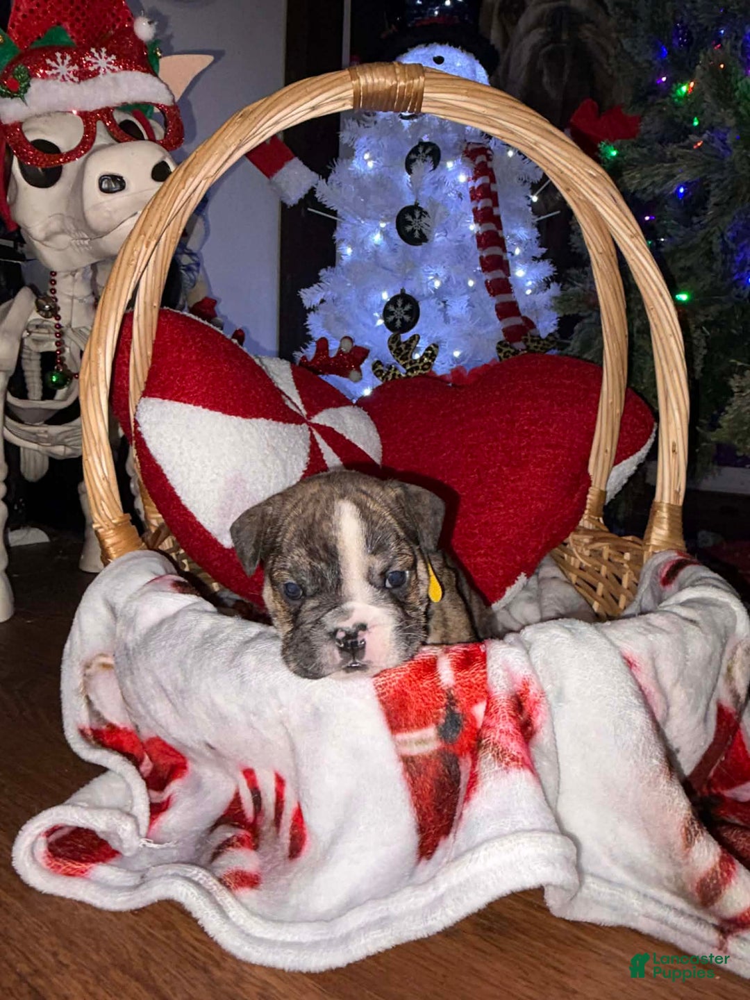 English Bulldog dogs for sale: Milk dud - Ad 3