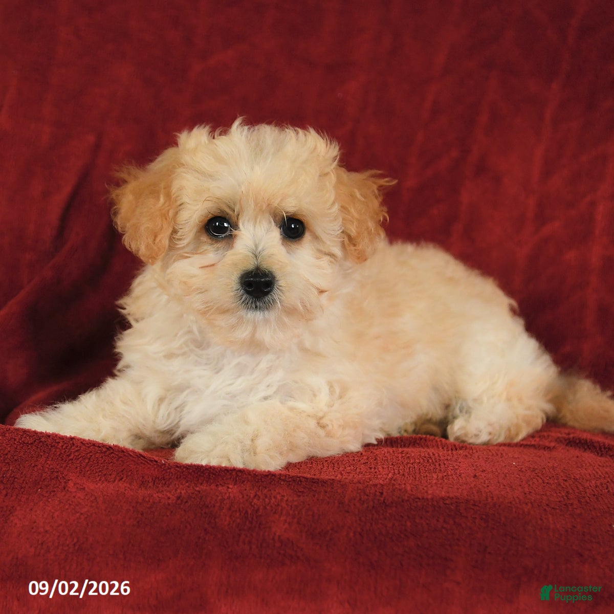 Maltipoo dogs Ned - Ad 2