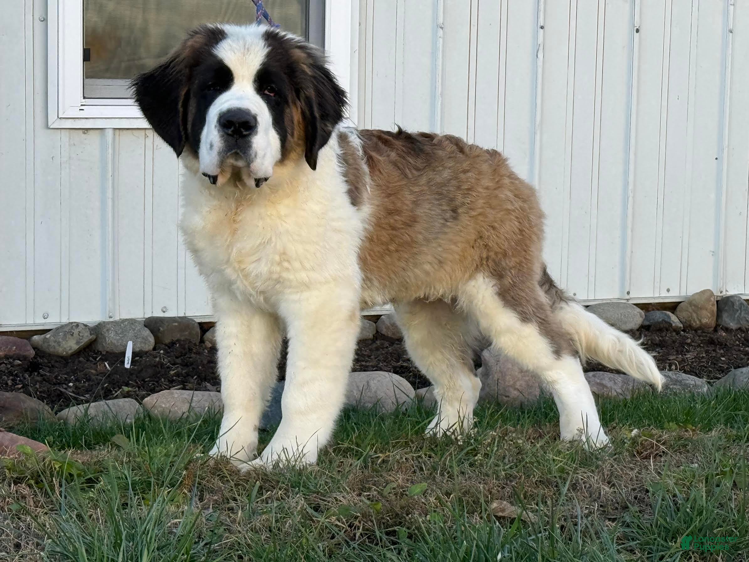 Saint Bernard dogs Leo - Ad 9