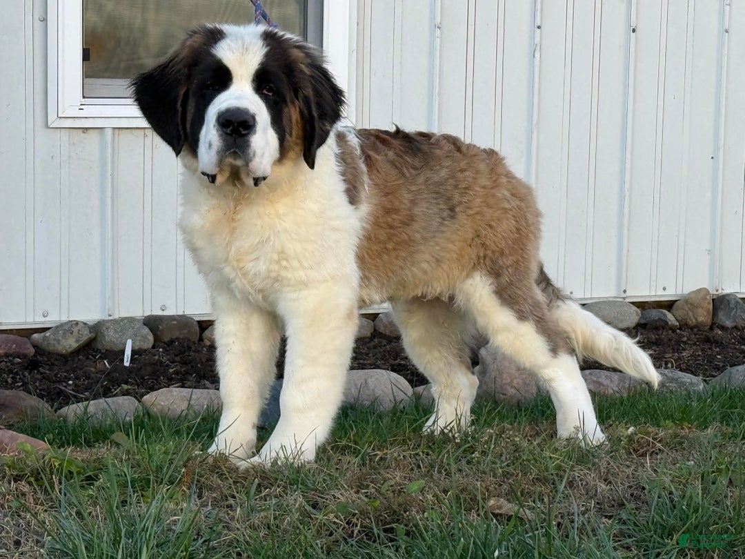 Saint Bernard dogs for sale: Leo - Ad 1