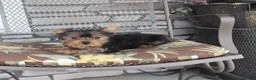 Yorkshire Terrier dogs for sale: Pluto - Ad 11