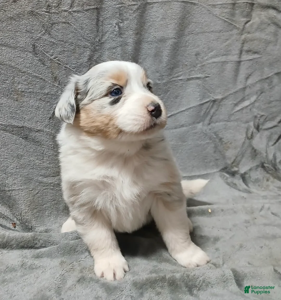 Australian Shepherd dogs for sale: Flynn - Ad 36