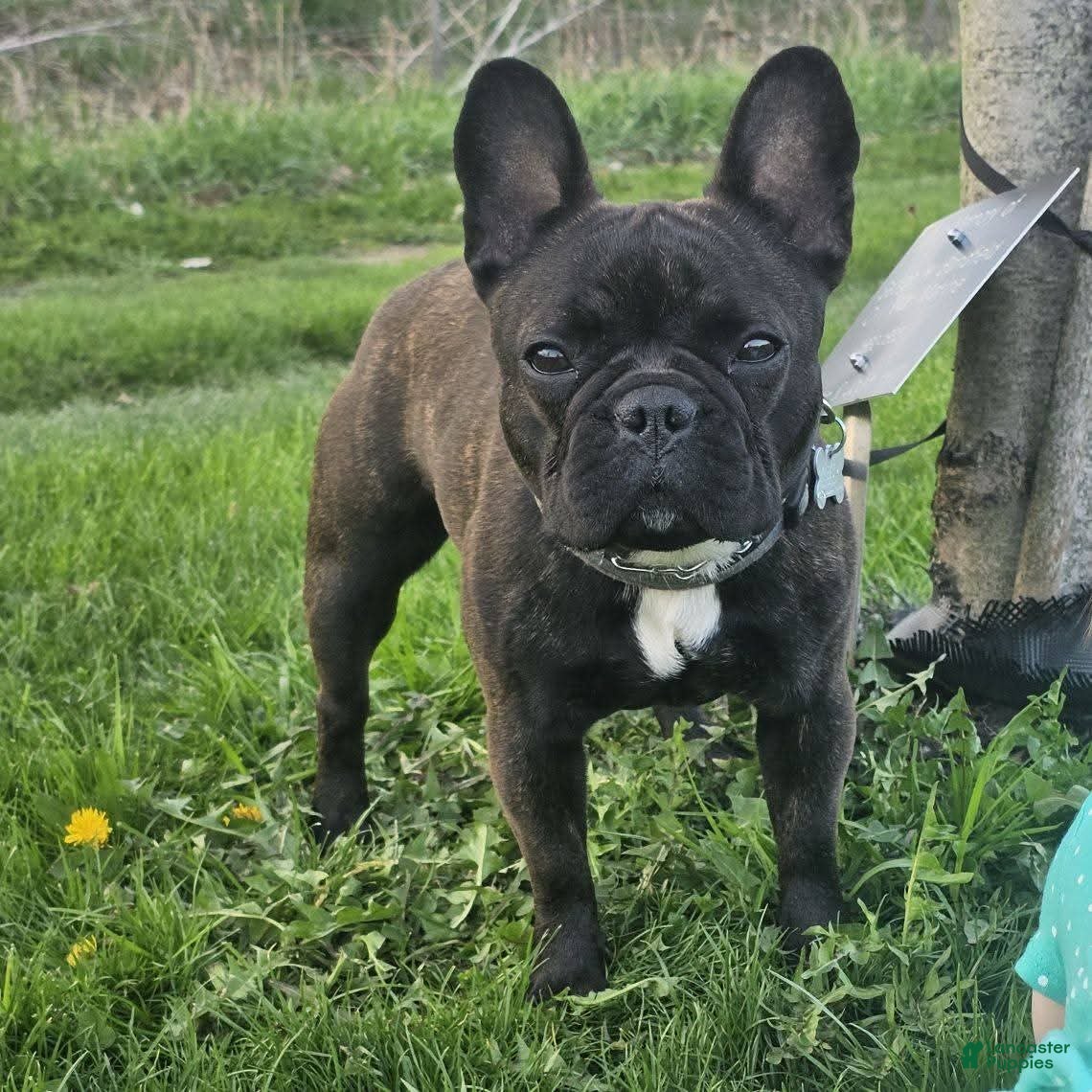 French Bulldog dogs Debbie - Ad 2