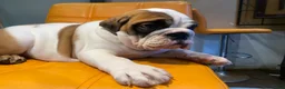 English Bulldog dogs for sale: English Bulldog Puppy 2 - Ad 4