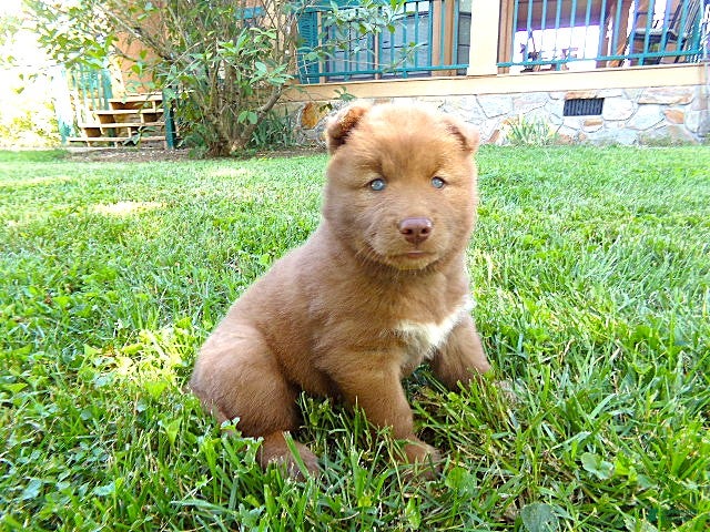 Siberian Husky dogs S7 - Ad 2