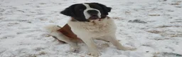 Saint Bernard dogs for sale: Delaina - Ad 5