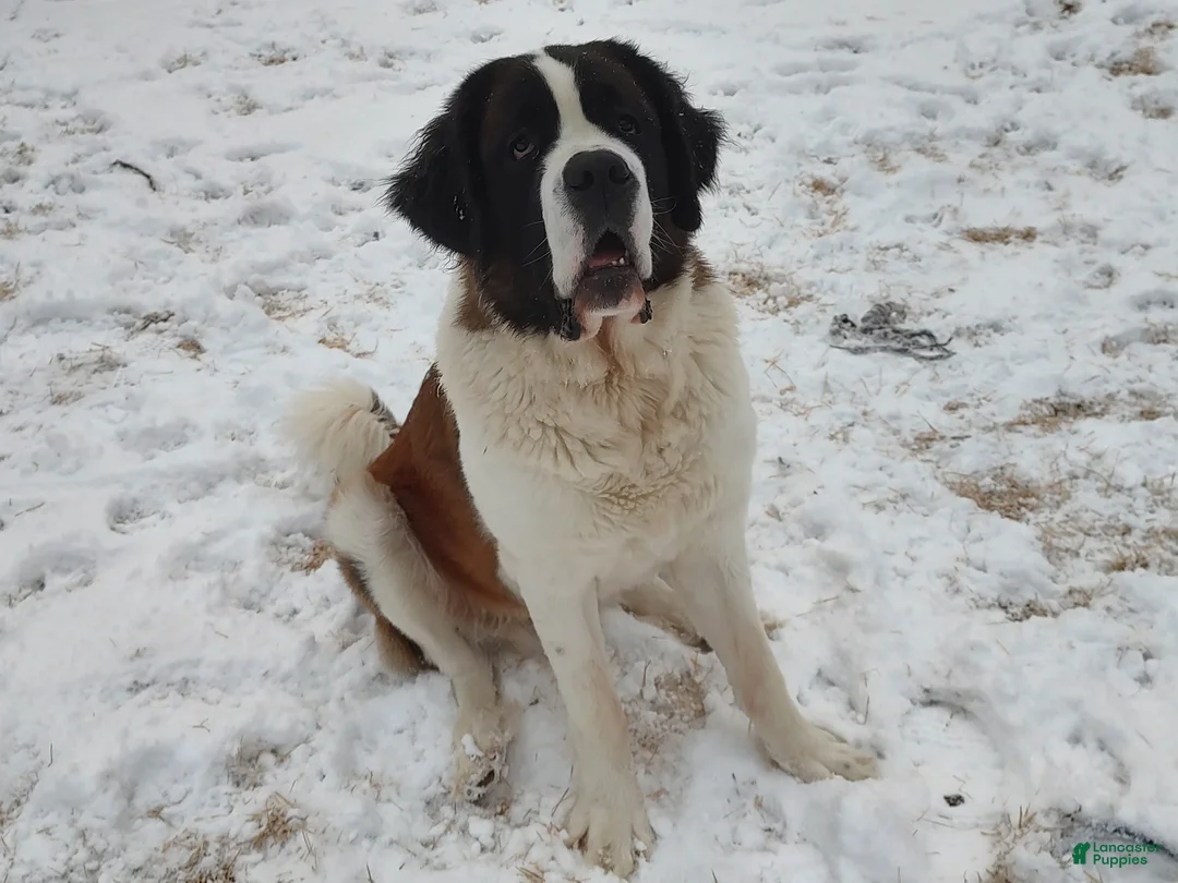 Saint Bernard dogs for sale: Delaina - Ad 5