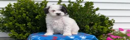 Mixed Breed dogs for sale: Dash - Ad 5