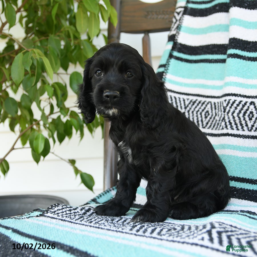 Cocker Spaniel dogs Daffny - Ad 2