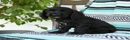 Cocker Spaniel dogs for sale: Daffny - Ad 2