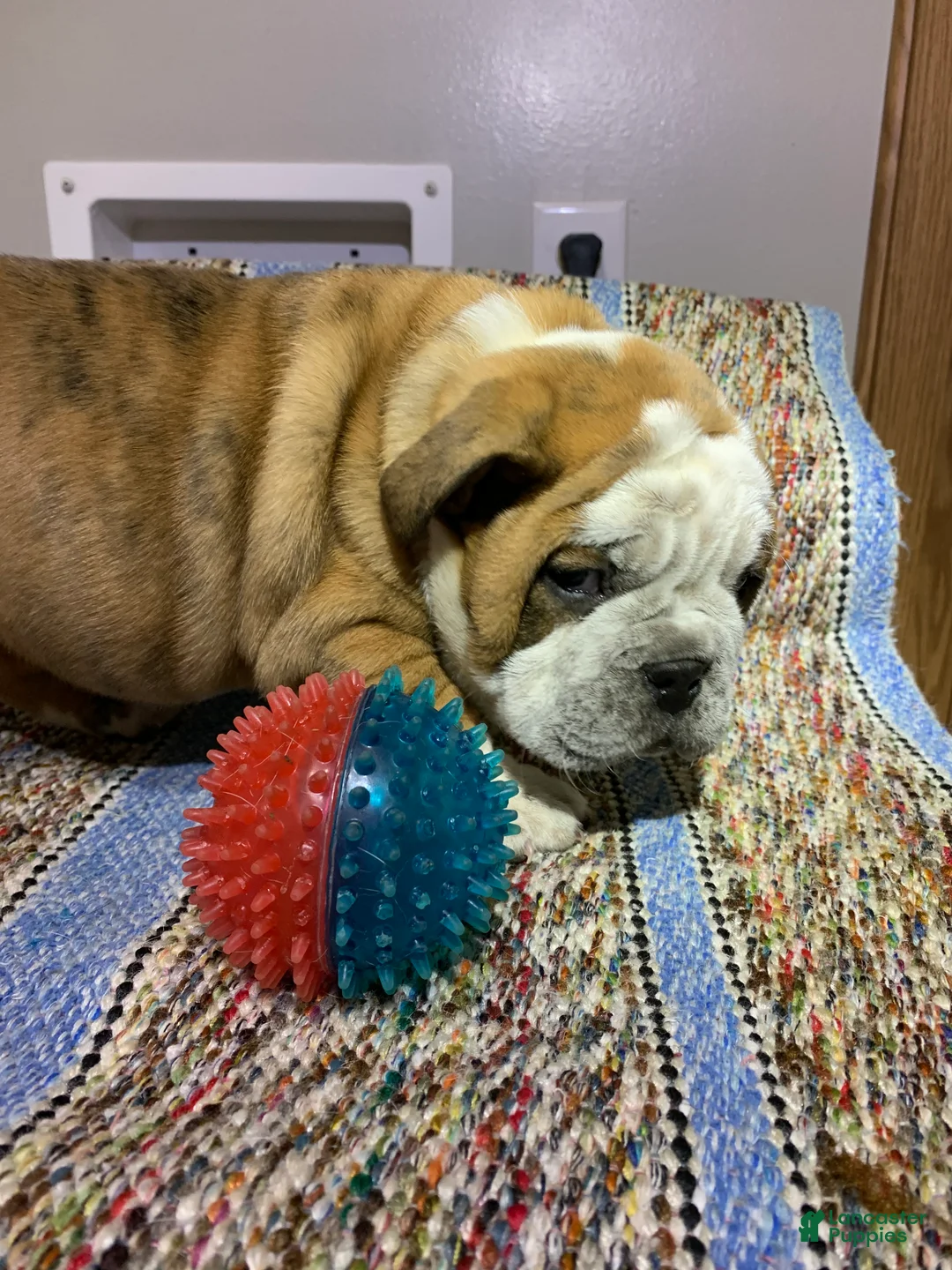 Mixed Breed dogs for sale: Chloe - Ad 4