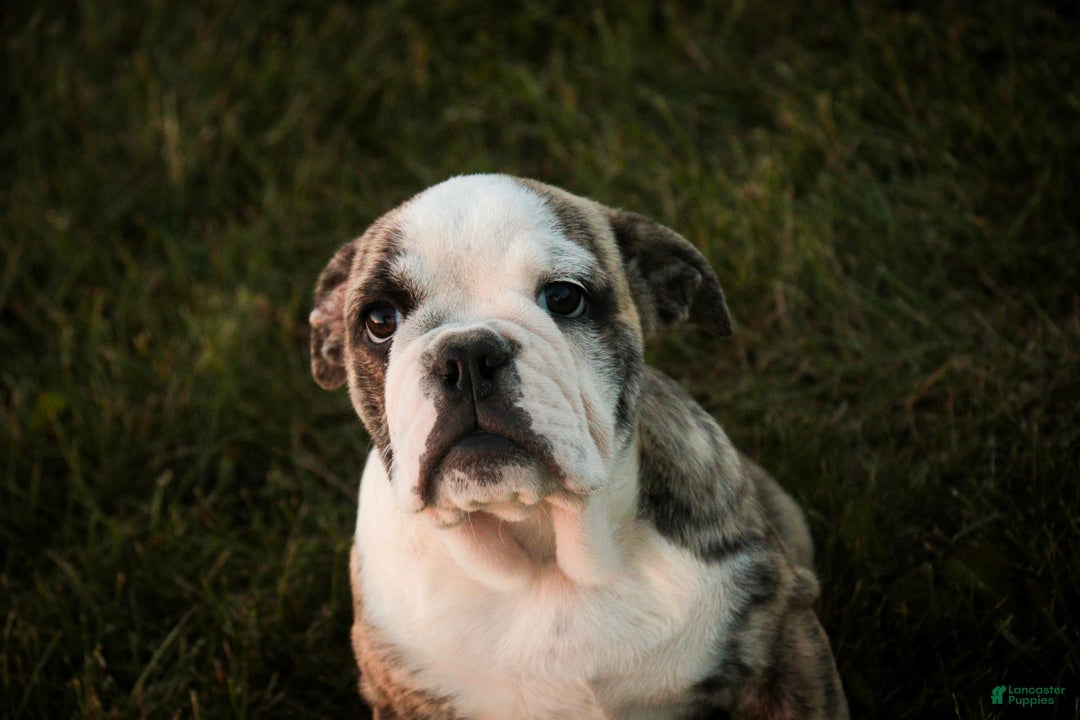 English Bulldog dogs for sale: Queen English Bulldog  - Ad 2