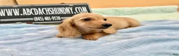 Miniature Dachshund dogs for sale: South African AKC Carrie’s Choc CR - Ad 3