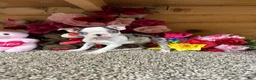 Boston Terrier dogs for sale: Boston Terrier 6 - Ad 2