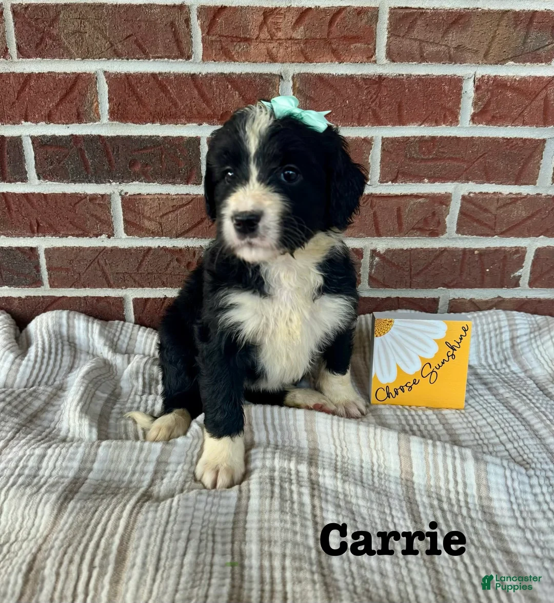 Bernedoodle dogs for sale: Carrie - Ad 2