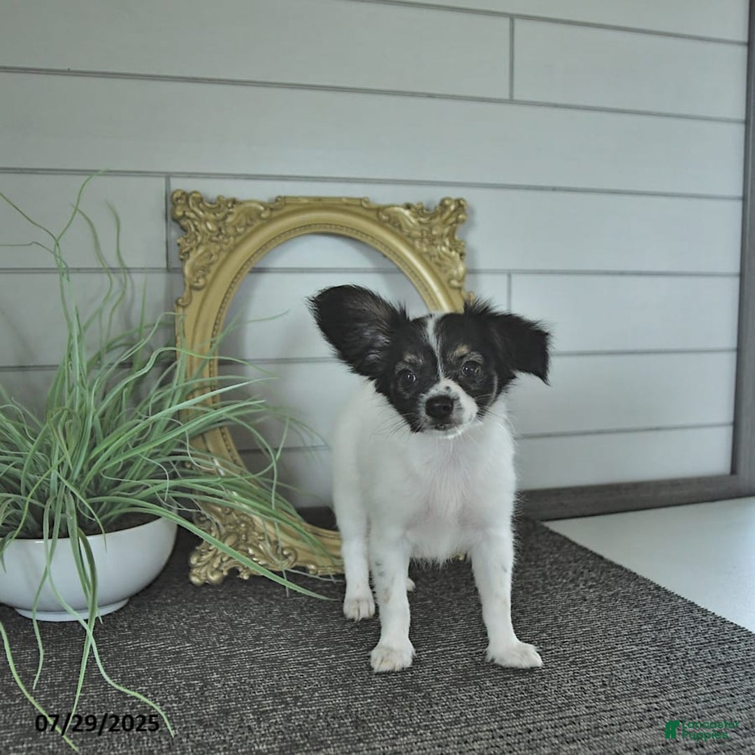 Papillon dogs for sale: Lilah - Ad 8