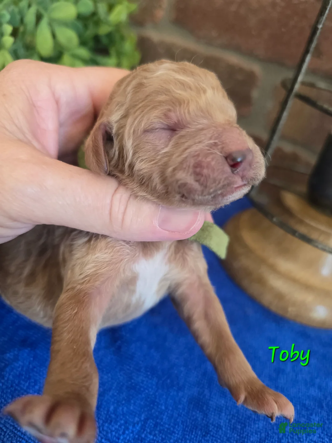 Goldendoodle dogs for sale: Mini Goldendoodle 2 - Ad 1
