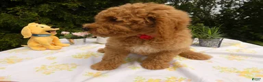 Goldendoodle 1 Turbo