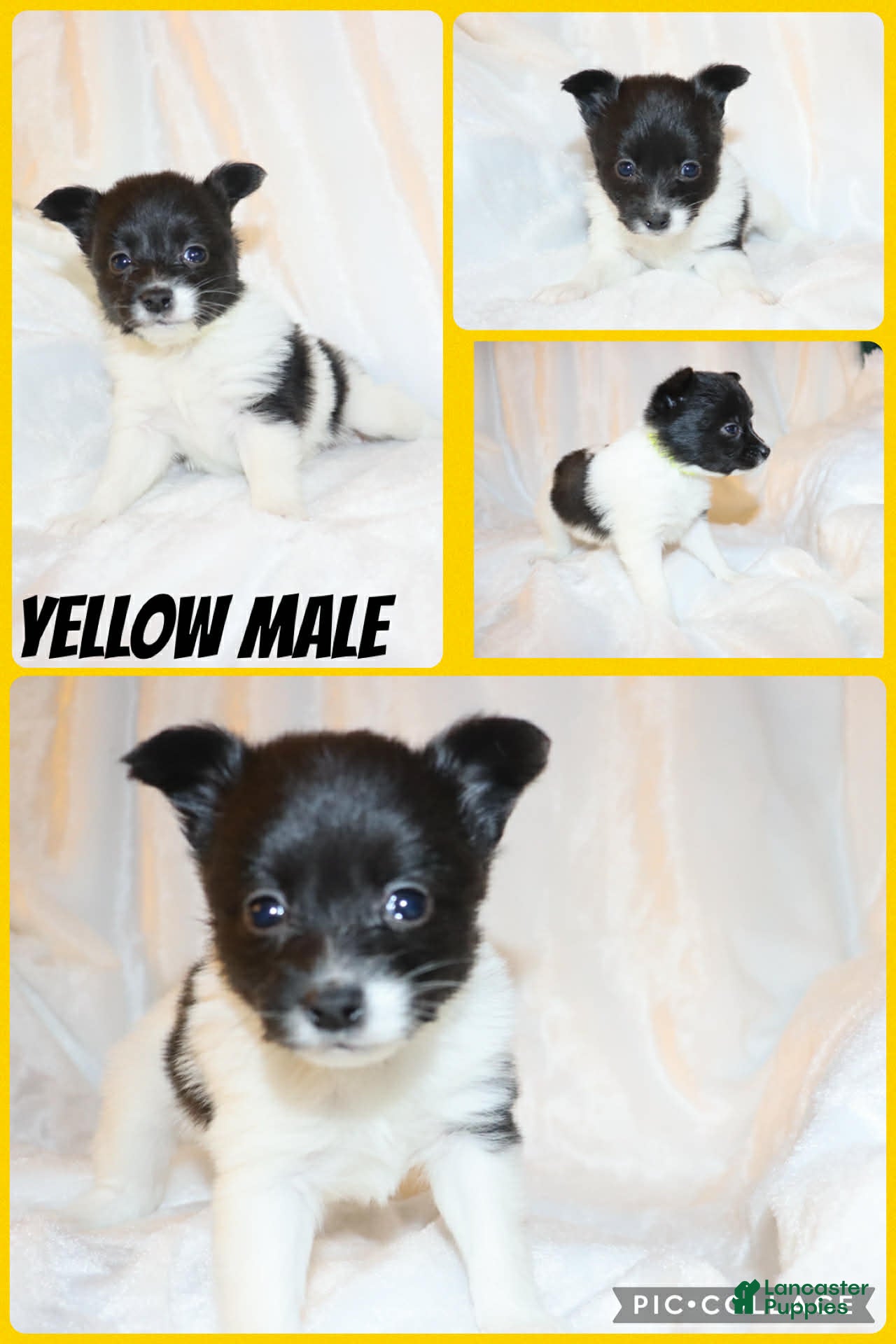 Papillon dogs Yellow male - Ad 40
