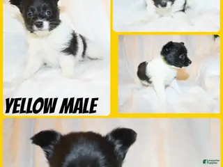 Papillon dogs Yellow male - Ad 26