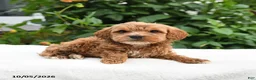 Mini Goldendoodle dogs for sale: Pumpkin - Ad 3
