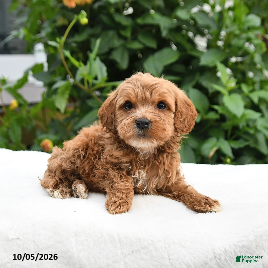 Mini Goldendoodle dogs for sale: Pumpkin - Ad 3