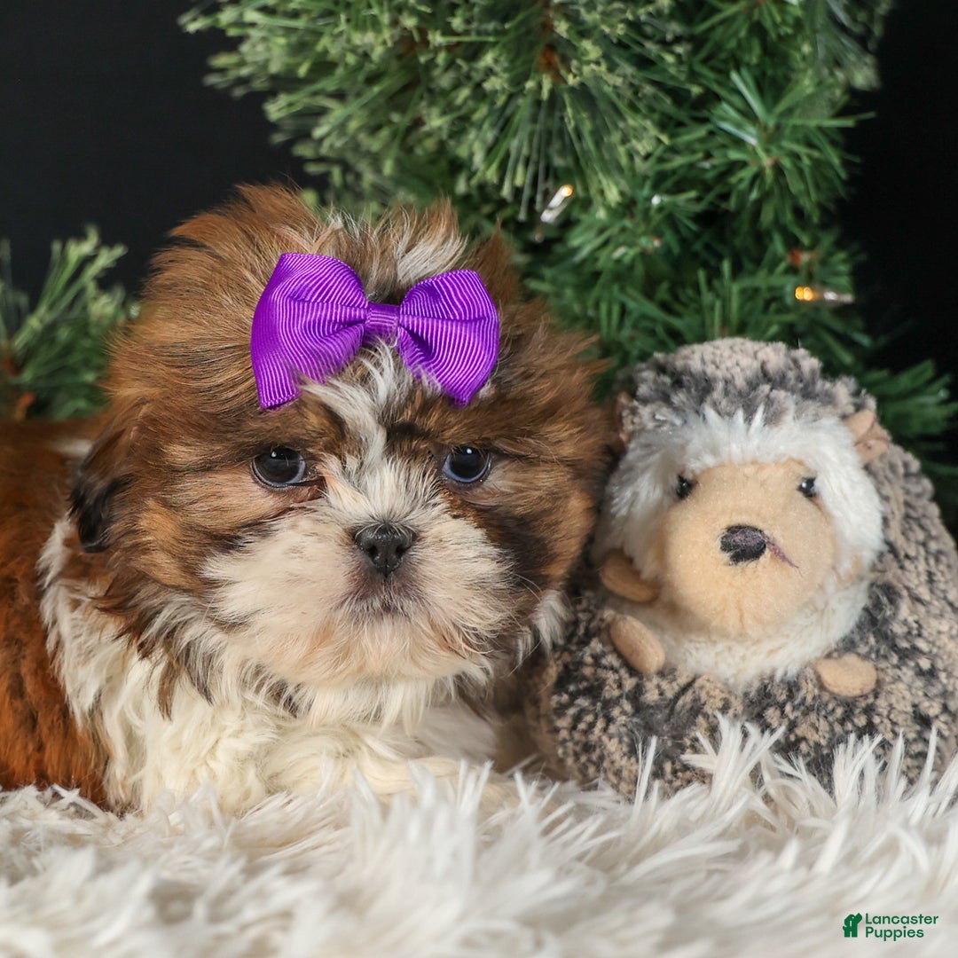 Shih Tzu dogs for sale: RUBY - Ad 10